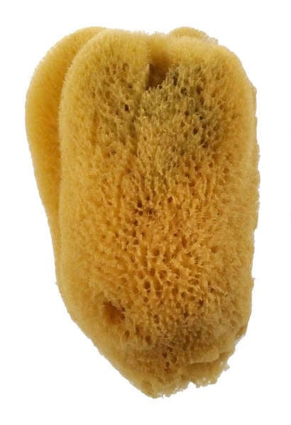 Sea Sponge 3.5"