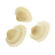 Shells Clam White