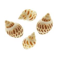Shells Snail